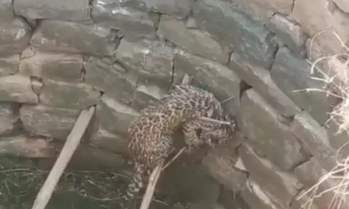 कुएं में गिरा तेंदुआ, वन विभाग ने रेस्क्यू कर ऐसे किया जंगल में किया डायवर्ट...