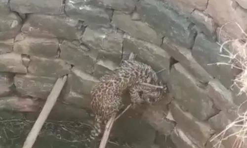 कुएं में गिरा तेंदुआ, वन विभाग ने रेस्क्यू कर ऐसे किया जंगल में किया डायवर्ट...