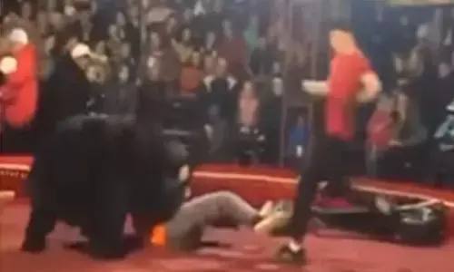 VIDEO-बीच सर्कस में भालू ने ट्रेनर पर किया हमला...भागने लगे लोग, रोंगटे खड़े कर देने वाला वीडियो आया सामने