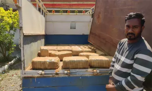 अदरक की बोरी में 150 किलों गांजा... छोटा हाथी में अदरक के बीच गांजा भरकर तस्कर ले जा रहे थे मध्यप्रदेश... पुलिस ने पकड़ा....
