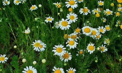 बड़ी खबरः जशपुर चाय, काफी, स्ट्राबेरी, काजू, नाशपाती की सफल खेती के बाद कैमोमाइल की खेती का प्रयोग हुआ सफल, इत्र, पेय और बेकरी उत्पादों में स्वाद बढ़ाने किया जाता है उपयोग