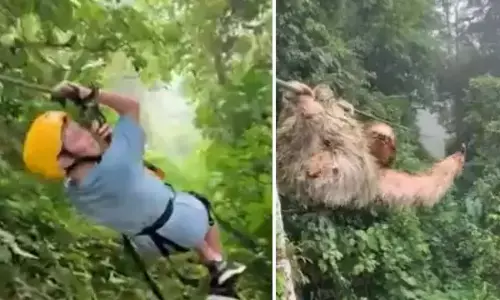 जानवर के सामने में आचनक आने से शख्स की हालत हुई ख़राब, हैरत में डाल देगा वीडियो