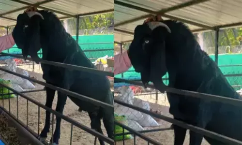 85 किलो का बकरा हुआ चोरी, नाम है शेरा... कीमत जानकर उड़ जाएंगे होश