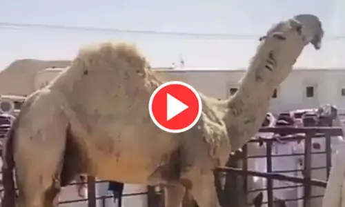 VIDEO: दुनिया का सबसे महंगा ऊंट, 14 करोड़ में हुई नीलामी... जानिए क्या है ऐसा ख़ास