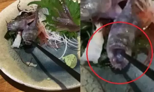 थाली में परोस दी जिंदा मछली, मुंह खोल चॉपस्टिक को दांतों में फंसाया... देखें हैरान कर देने वाला ये वीडियो