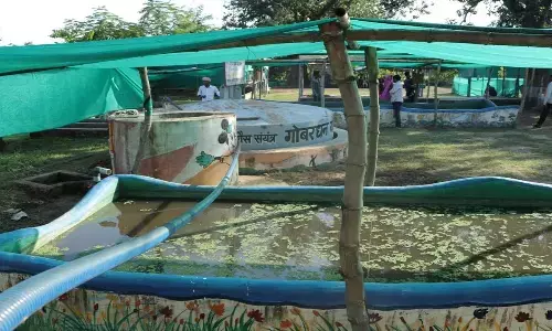 गोबर से बिजली ब्रेकिंग... राज्य सरकार ने पॉवर प्लांट लगाने के लिए कंपनियों को बुलाया, इन स्थानों पर लगेंगे प्लांट