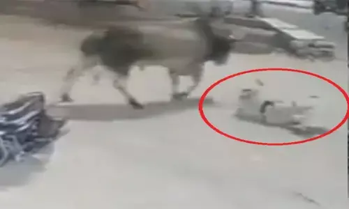 पुलिस कॉन्स्टेबल पर हमला:  ड्यूटी के दौरान पीछे से बैल ने मारी जोरदार टक्कर, हवा में उछला सिपाही, सीसीटीवी में कैद हुआ डरावना वीडियो