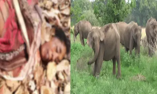 हाथी के हमले से दो दिन में 3 मौत...घरों और फसलों को पहुंचा रहे नुकसान, इधर वन कर्मी भी हड़ताल पर...