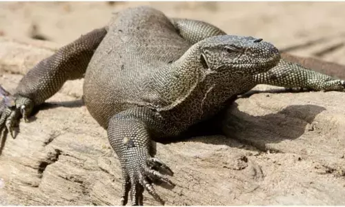 छिपकली से गैंगरेप!.. वन विभाग ने चार शिकारियों को पकड़ा, मोबाइल फोन की जांच में मिली घिनौने काम की रिकॉर्डिंग