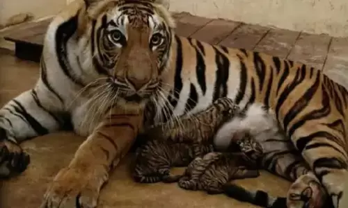 कानन में खुशी और गम: रंभा ने चार शावकों को जन्म दिया, लेकिन मौसमी ने दम तोड़ा, गर्भ में ही मर चुके थे उसके बच्चे