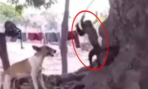 बंदर पर हमला करने की फिराक में था कुत्ता, तभी बंदर ने ऐसा किया…देखें वीडियो