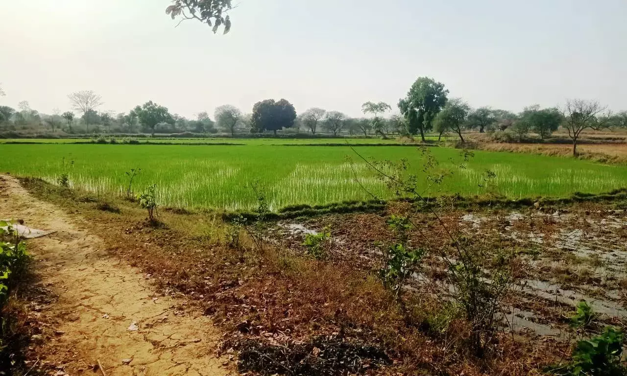 विशेष खबरः नरवा के पानी का उपयोग करके अब किसान दोहरी खेती का उठा रहे हैं लाभ, वनांचल की अनउपजाऊ भूमि भी उपजाऊ बन रही