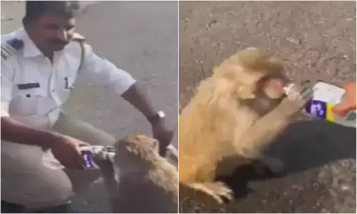 तेज गर्मी में तड़प रहे प्यासे बंदर को इस पुलिसवाले ने पिलाया पानी, सोशल मीडिया पर खूब हो रहा वायरल... देखें वीडियो