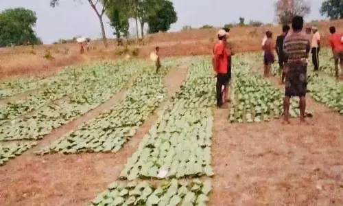 भूपेश सरकार की नीतियों से छत्तीसगढ़ के 13 लाख परिवारों को मिलेगा अबकी तेन्दूपत्ता संग्रहण का लाभ, 7.82 लाख संग्राहकों द्वारा लगभग 280 करोड़ रूपए के तेन्दूपत्ता का हो चुका संग्रहण