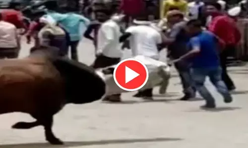 VIDEO: सांड के सिर में फंसा कूड़ादान... फिर हुआ ऐसा हाल, डर के मारे इधर-उधर भागे लोग