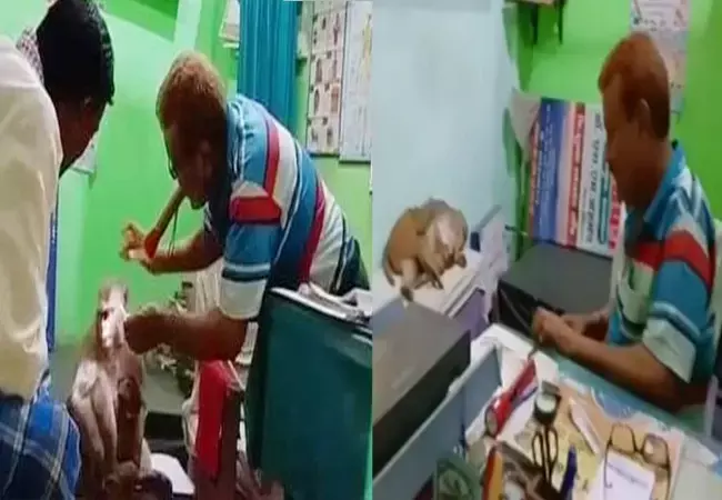 बच्चा लेकर इलाज के लिए क्लीनिक पहुंची बंदरिया, डॉक्टर ने मरहम लगाया, फिर बिस्तर में आराम कर चली गई... देख हैरान रह गए लोग..