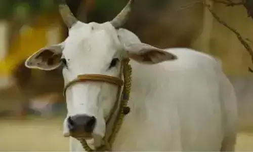 अनोखा मामला: गाय पर लगा हत्या का आरोप, पुलिस ने किया गिरफ्तार... अब चलेगा मुकदमा