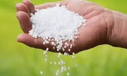 खाद पर खलबली: केंद्र ने मांग की तुलना में कम आपूर्ति की, अप्रैल-मई में 1.09 लाख टन कम यूरिया मिला; राज्य सरकार ने कहा...