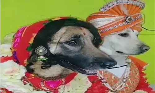 VIDEO: कुत्ते की शादी देखकर आप भी कहेंगे, वाह क्या गजब की शादी... आराम से कराया फोटोशूट, सेहरा और झुमका पहने दिखी जोड़ी