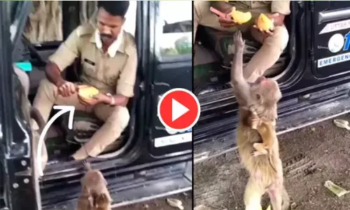 VIDEO: इन भूखे बंदरों को कांस्टेबल ने खिलाया आम, लोग बोले- इसे कहते हैं मानवता