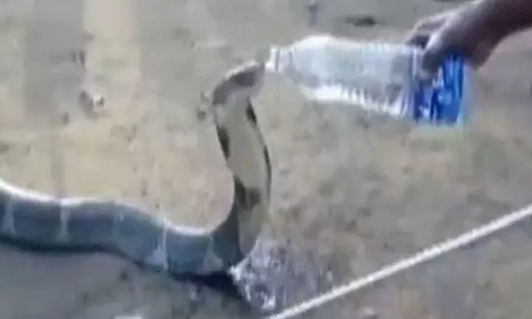 OMG VIDEO: प्यास से तड़प रहा था किंग कोबरा, शख्स ने डरते-डरते बोतल से पिलाया पानी... IFS ने वीडियो किया ट्वीट