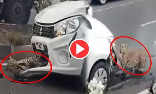 तेज रफ्तार कार के चपेट में आया तेंदुआ, VIDEO देख दंग रह जाएंगे आप