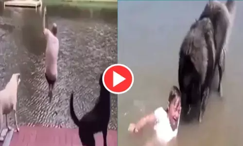 VIDEO: पानी में डूब रही बच्ची की कुत्ते ने यूं बचाई जान, हैरान कर देगा इनका कारनामा... देखें