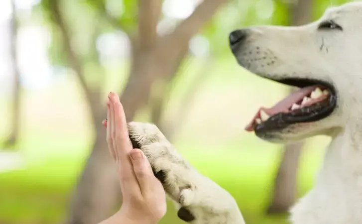 इंसान-कुत्ते सेम-सेम!!! क्या इंसान भी सूंघकर बनाते हैं अपना दोस्त... पढ़िये रिसर्च में इंसान और कुत्तों की कौन सी समानता सामने आई