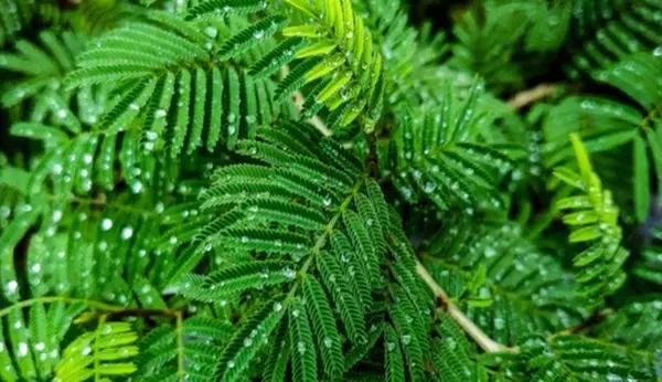 Astro Plant Tips: घर में जरूर लगाएं ये पौधा, आपको बनाएगा मालामाल, आज ही लाएं आप