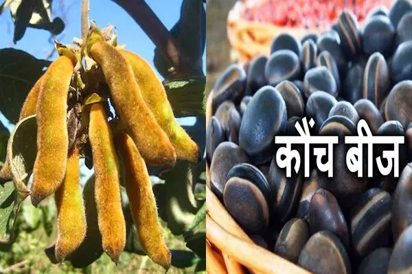 कौंच बीज (Mucuna pruriens): कौंच बीज सेवन से जल्दी बुढ़ापा नहीं, महिलाओं की खूबसूरती और पुरुषों की मर्दानगी के लिए वरदान... कौंच बीज (Mucuna pruriens): कौंच बीज सेवन से जल्दी बुढ़ापा नहीं, महिलाओं की खूबसूरती और पुरुषों की मर्दानगी के लिए वरदान...