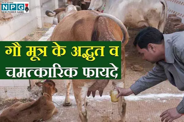 गौमूत्र के सेवन से दीर्घायु होता है आदमी, कैंसर से लेकर सर्दी जुखाम तक के लिए राम वाण, फायदे जान रह जायेंगे दंग... गौमूत्र के सेवन से दीर्घायु होता है आदमी, कैंसर से लेकर सर्दी जुखाम तक के लिए राम वाण, फायदे जान रह जायेंगे दंग...