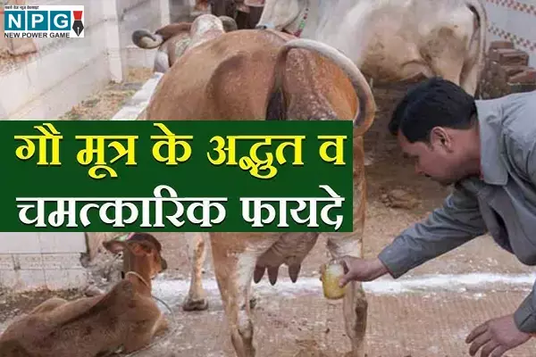 गौमूत्र के सेवन से दीर्घायु होता है आदमी, कैंसर से लेकर सर्दी जुखाम तक के लिए राम वाण, फायदे जान रह जायेंगे दंग... गौमूत्र के सेवन से दीर्घायु होता है आदमी, कैंसर से लेकर सर्दी जुखाम तक के लिए राम वाण, फायदे जान रह जायेंगे दंग...