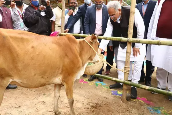 गौ-मूत्र का रेट तय: छत्तीसगढ़ में 28 जुलाई से होगी गो-मूत्र की खरीदी, कलेक्टरों को निर्देश जारी