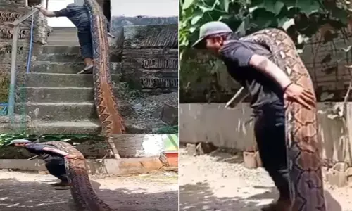 Oh My God!...ऐसा कभी नहीं देखा होगा आपने, भयानक विशाल सांप को शख्स ने कंधे पर उठाया, और फिर... देखें