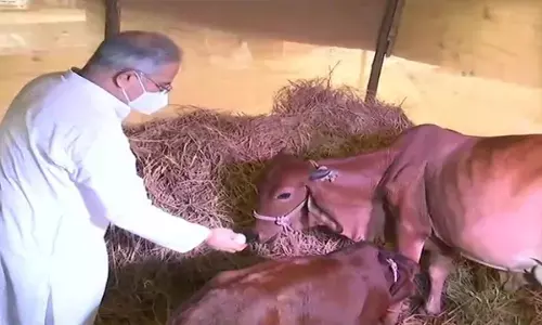 गांवों में उद्योग बना गौठान, गोबर-खाद बेचकर लाखों के टर्नओवर से बदल रही ग्रामीणों की तकदीर