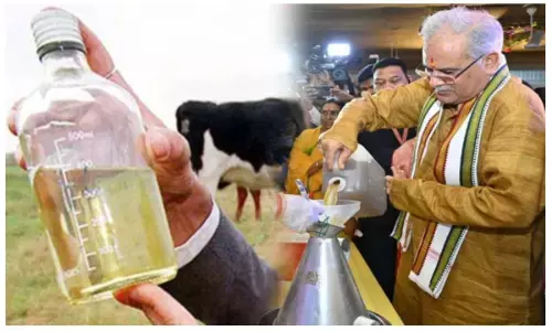 गौमूत्र से बदलेगी ग्रामीण अर्थव्यवस्था, गोबर के बाद अब गाय का मूत्र चार रुपए लीटर में खरीदने जा रही भूपेश सरकार