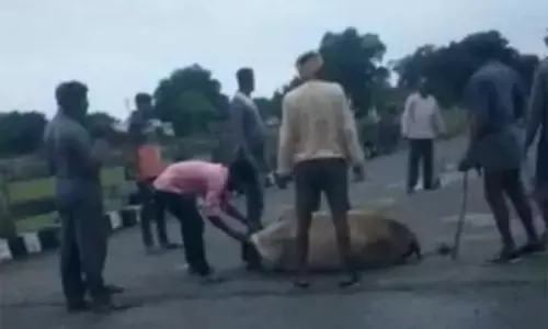 CG News-इंसान या हैवान: गाय का मुंह बोरी से बांध लाठियों से पीटा, फिर पैर बांध उफनती नदी में फेंका दिया