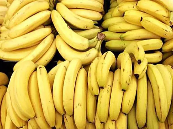 Banana Health Benefits: केला है संपूर्ण आहार, रोज सुबह खाकर रहें तंदुरुस्त और उर्जावान... जानिए कैसे? Banana Health Benefits: केला है संपूर्ण आहार, रोज सुबह खाकर रहें तंदुरुस्त और उर्जावान... जानिए कैसे?