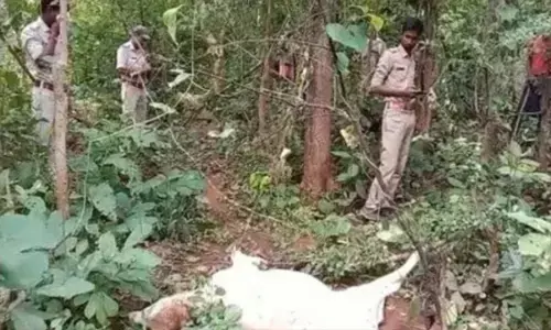 गांव में बाघ की एंट्री, दर्जनों मवेशियों को मारा, डीएफओ दल बल के साथ मौके पर, दहशत में ग्रामीण