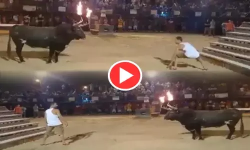Video आ बैल मुझे मार: यह मुहावरा तो आपने सुना ही होगा, यहां देख भी लीजिए... क्या होता है जब...