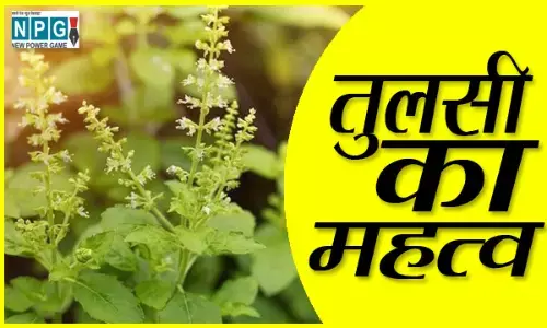 Tulsi Ka Mahatva: घर में तुलसी का पौधा लगाते हैं तो होगा हर समस्या का निदान, बस करें इन नियमों का पालन...