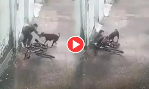 VIDEO-कुत्तों का खौफ: साइकिल से जा रहे छात्र पर कुत्ते ने किया हमला, बच्चे पर कूदकर बुरी तरह से काटा... देखें