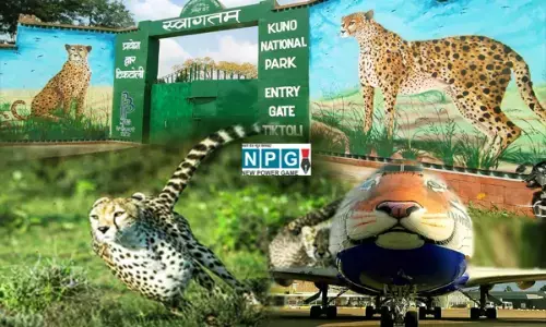 भारत में विलुप्त क्यों हुए चीते! सबसे तेज दौड़ना क्या चीतों के जान गंवाने की वजह बनी!! पढ़िए NPG की रिसर्च स्टोरी