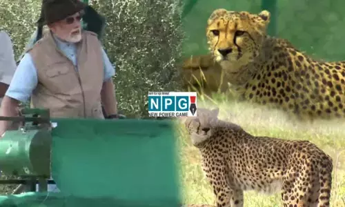 वीडियो: कूनो में निमिबिया के चीते, PM मोदी ने अपने जन्मदिन पर दिया अनोखा तोहफा, पार्क में छोड़े चीते....