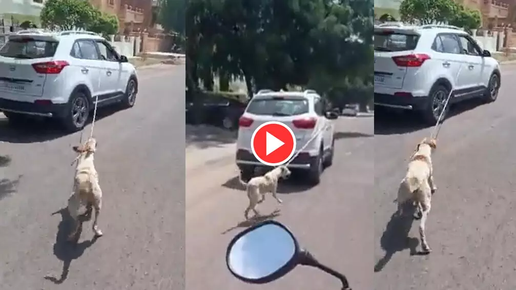 VIDEO-डॉक्टर बना हैवान: कुत्ते को कार से बांधकर 5 किमी तक घसीटा, आरोपी डॉक्टर के खिलाफ हुआ केस दर्ज...