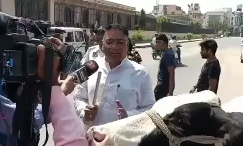 Video BJP विधायक की गाय भागी: विधानसभा के बाहर से रस्सी छुड़ाकर भागी गाय, विधायक ने क्या कहा...पढ़ें यहां
