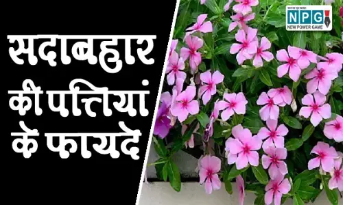 सदाबहार के चमत्कारी लाभ: डायबिटीज समेत कई रोगों के लिए रामबाण है इसकी पत्तियां, जानिए कैसे?