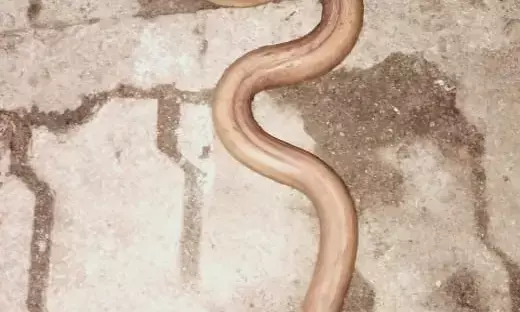 थोक सब्जी मार्केट में दुर्लभ रेड सैंड बोआ: सौंदर्य प्रसाधन और दवाओं में इस्तेमाल होने वाले दुर्लभ रेड सैंड बोआ का रेस्क्यू... ब्लैक मार्केट में इसलिए डिमांड...