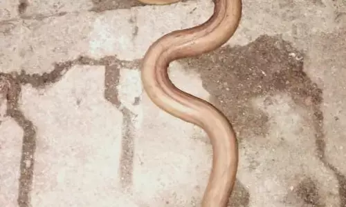 थोक सब्जी मार्केट में दुर्लभ रेड सैंड बोआ: सौंदर्य प्रसाधन और दवाओं में इस्तेमाल होने वाले दुर्लभ रेड सैंड बोआ का रेस्क्यू... ब्लैक मार्केट में इसलिए डिमांड...