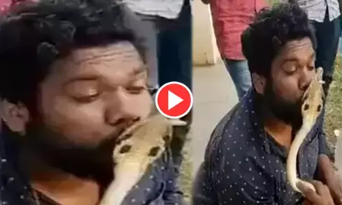 OMG खतरनाक स्टंटबाजी! जहरीले सांप को शख्स ने किया KISS, और फिर...